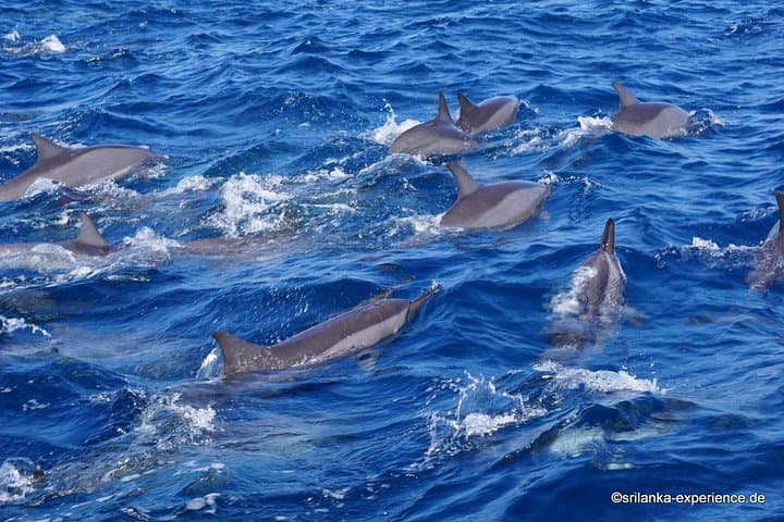Kalpitiya Fishing Village Overnight & Early-Morning Dolphin Watching From Negombo
