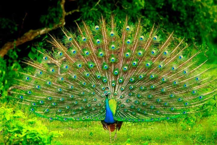 Udawalawe Day Trip from Colombo: Private Transfer and Wildlife Viewing photo 3