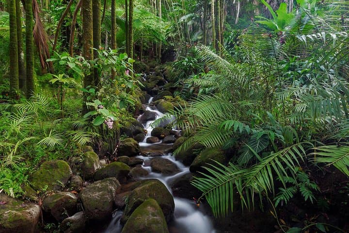 Sinharaja Rain Forest Day Trip from Colombo — Private Guided Hike & Wildlife Viewing photo 3