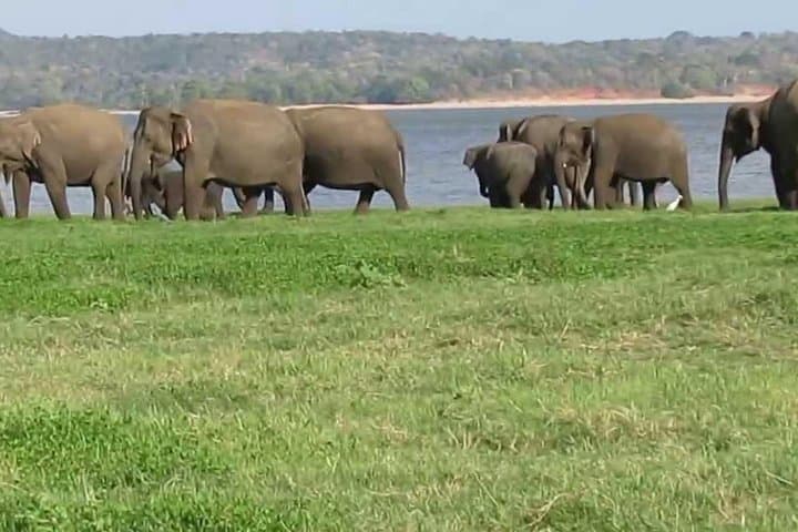 Minneriya National Park Safari from Negombo: Day Trip to See the Elephant Gathering photo 6