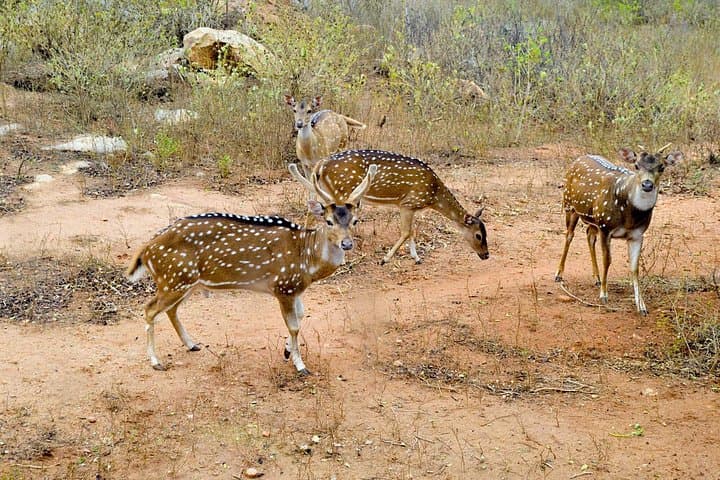 Ridiyagama Safari Park Day Trip from Colombo: Jeep Safari, Elephants & Lions photo 3