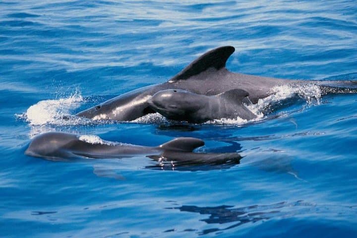 Luxury 3-Hour Catamaran Whale and Dolphin Charter in Tenerife photo 6