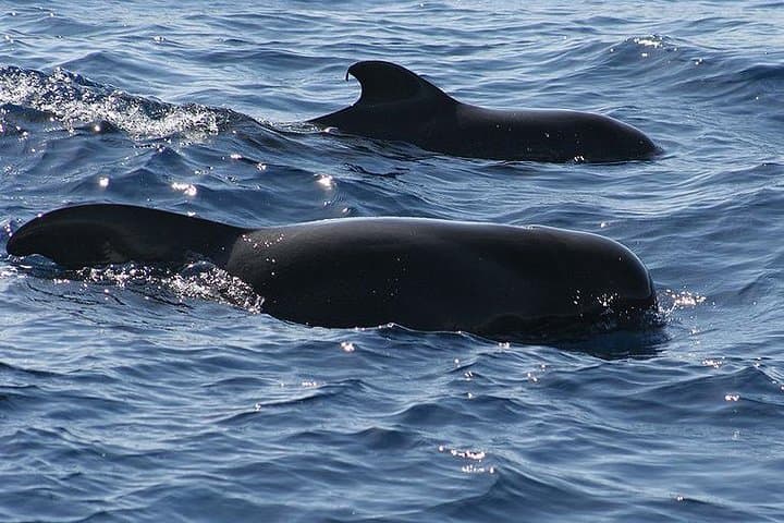 Western Tenerife Catamaran Cruise to Los Gigantes and Masca Bay photo 3