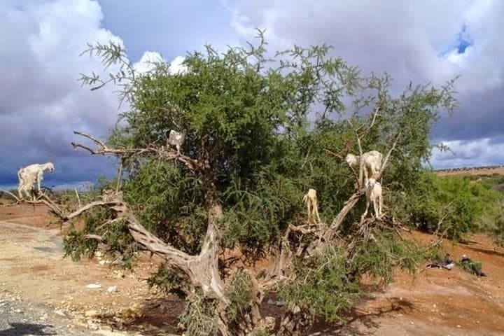 Marrakech to Essaouira Day Trip: Coastal Forts, Argan Groves & Atlantic Views photo 1