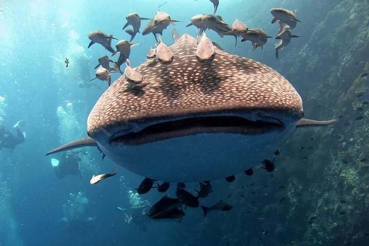 Sail Rock: Koh Samui 2‑Dive Trip to a World‑Class Pinnacle