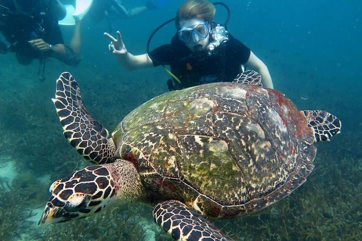 Koh Tao 2-Dive Day Trip from Koh Samui — Speedboat Scuba Adventure photo 2