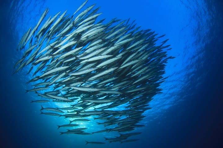 Chumphon Pinnacle & Koh Tao: 2-Dive Day Trip from Koh Samui