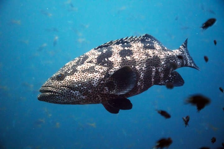 Chumphon Pinnacle & Koh Tao: 2-Dive Day Trip from Koh Samui photo 2