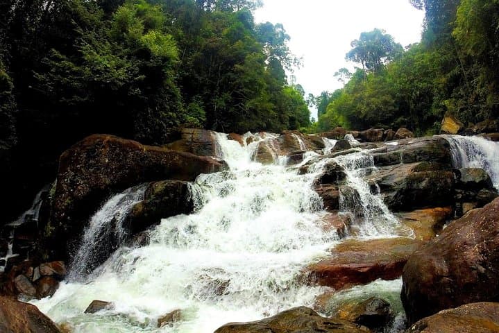 Kanneliya Rain Forest Tour: Guided Hike in Sri Lanka's Biodiversity Hotspot photo 2