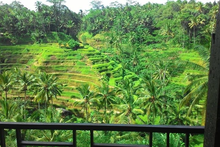 Ubud Monkey Forest, Tegalalang Rice Terraces & Tegenungan Waterfall — Private Day Tour