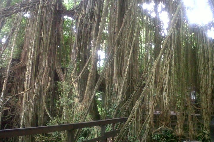 Ubud Monkey Forest, Tegalalang Rice Terraces & Tegenungan Waterfall — Private Day Tour photo 2