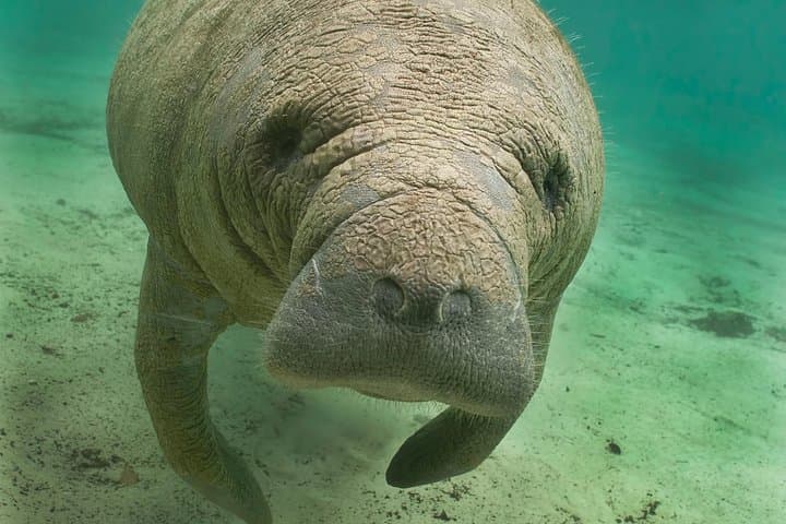 Port of the Islands Manatee Sightseeing and Wildlife Boat Tour photo 1