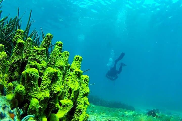 Halkidiki 2-Dive Package: Kassandra Shore Dives for Certified Divers