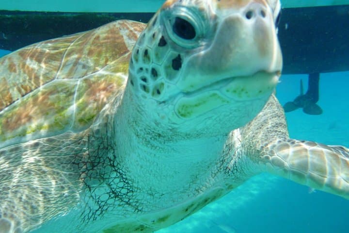 Barbados Sunset Snorkel Catamaran Cruise in Carlisle Bay photo 2
