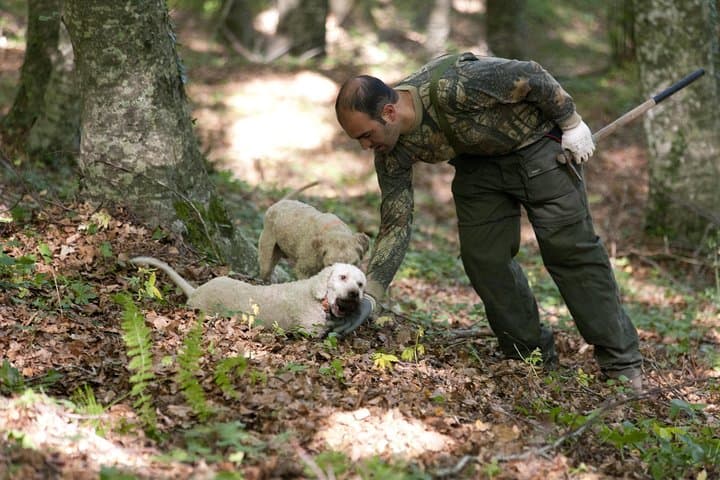 Private Truffle-Hunting Tour from Naples — Monti Picentini Hike & Lunch