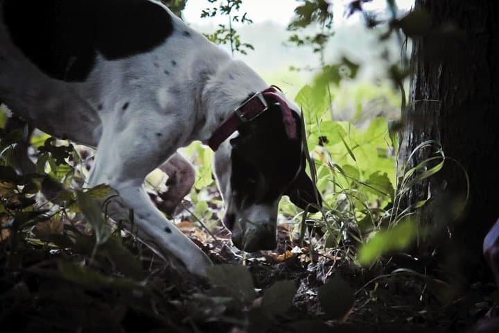 Truffle Hunting on Mt Terminio: Private Day Trip from the Amalfi Coast