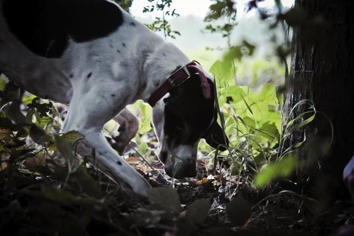 Truffle Hunting in Monti Picentini: Private Full-Day from Sorrento with Lunch photo 1