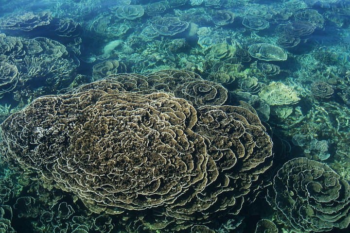 Ningaloo Reef: 2-Hour Coral Viewing and Snorkeling in Coral Bay photo 2