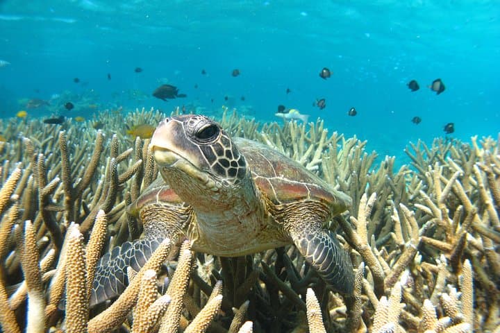 Coral Bay 3-Hour Turtle Ecotour on a Glass-Bottom Boat — Ningaloo Reef Wildlife Cruise