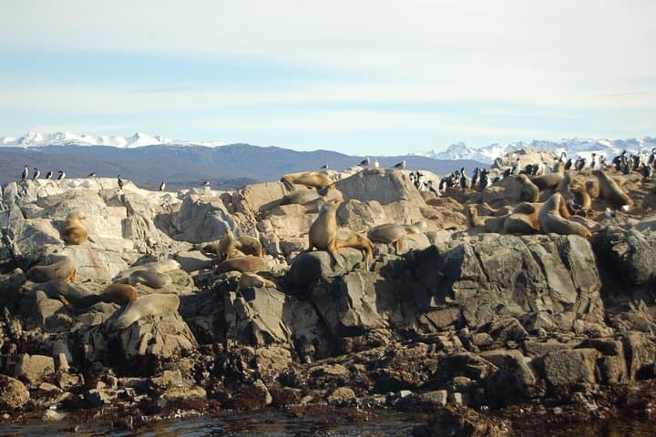 Beagle Channel Navigation to Sea Lions Island — Ushuaia Wildlife Cruise photo 2