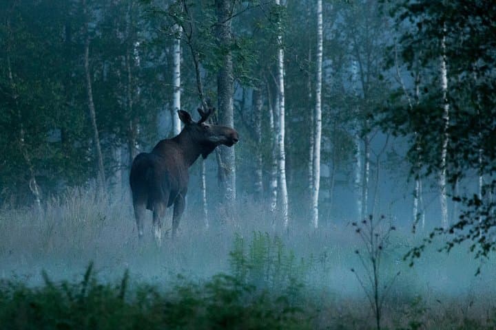 central-sweden-wildlife-tour-wolves-moose-beavers photo 2