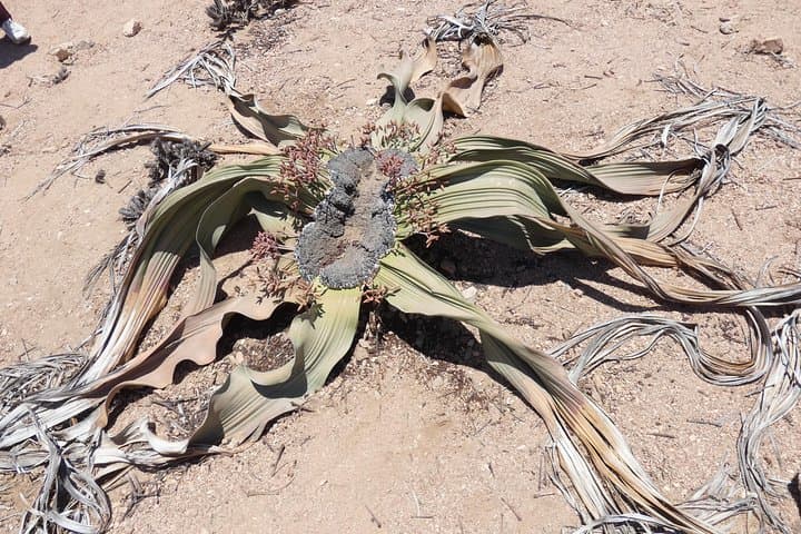 Welwitschia & Moon Landscape Namib Desert Day Tour from Swakopmund