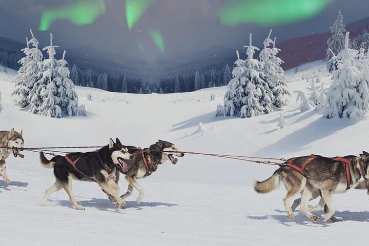 Husky Aurora Hunt in Rovaniemi: Sleigh Ride Under Finland's Northern Lights photo 2