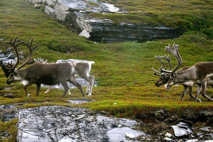 Ranua Zoo and BBQ: Arctic Wildlife Encounter and Campfire Lunch from Rovaniemi photo 2