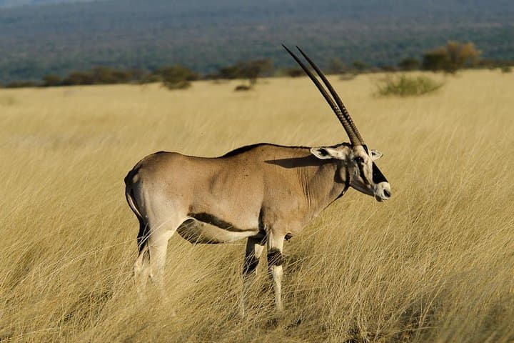 Awash National Park: Two-Day Wildlife Safari, Hot Springs & Waterfalls