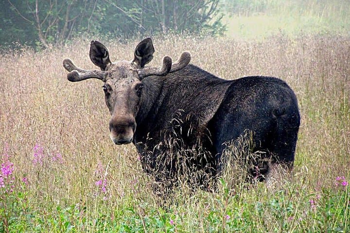 Moose Safari Bodo, Norway — Meet Europes Largest Land Animal