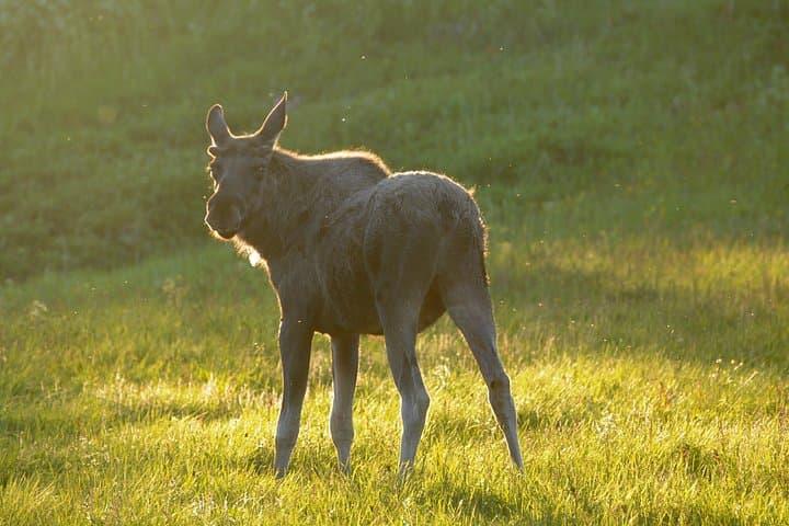 Moose Safari Bodo, Norway — Meet Europes Largest Land Animal photo 2