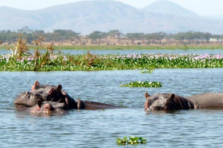 Hell's Gate and Lake Naivasha Day Tour: Biking Gorges & Hippo-Spotting Boat Ride photo 3