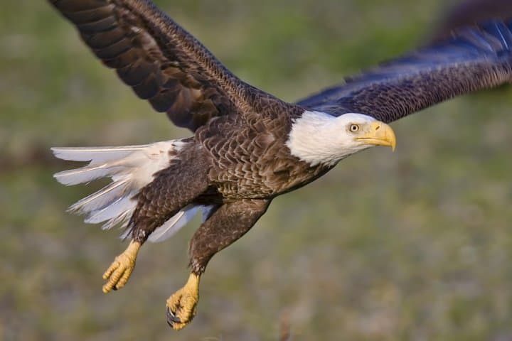 Exploring Ketchikan's Rainforest Sanctuary and Totem Park: An Immersive Alaska Wildlife Walk photo 4
