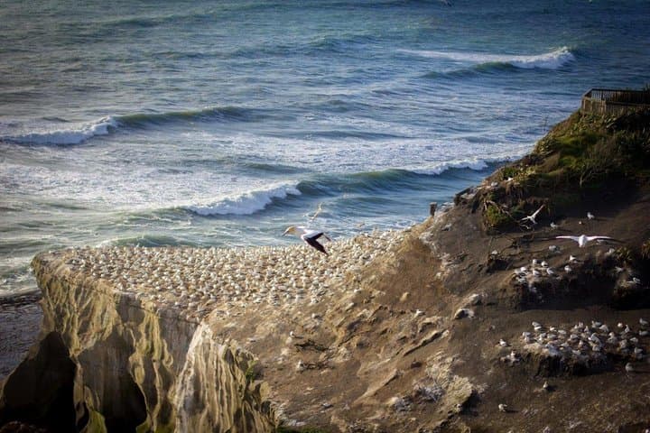 Auckland Luxury 8‑Hour Day Tour — Waitakere Ranges, Gannets & City Highlights photo 2