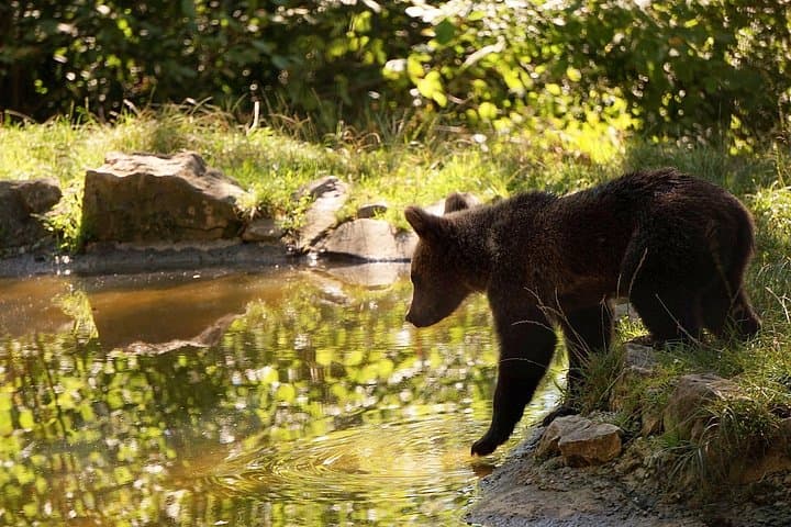 Meet the Bears and Visit Dracula's Castle: Day Tour from Bucharest to Libearty Sanctuary & Bran Castle photo 1