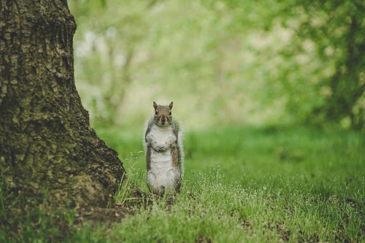 7 Secrets of London's Animals: Embankment to Hyde Park Animal Walk photo 2