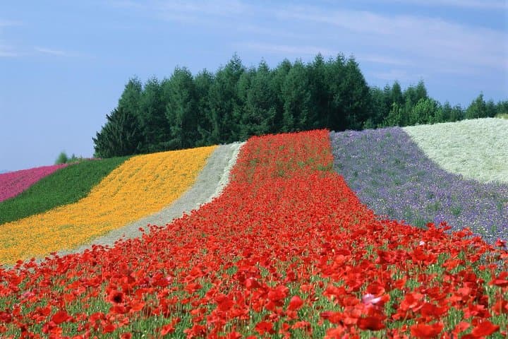 Furano and Biei Full-Day Private Tour: Lavender Fields, Blue Pond & Alpacas photo 2
