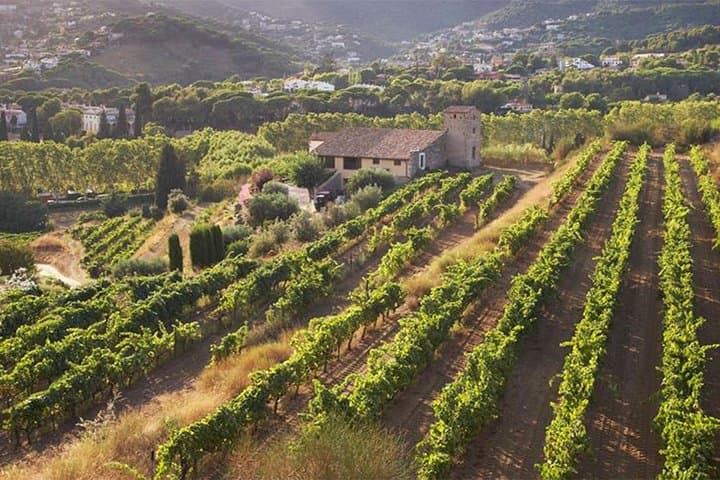 Alella Organic Wine Tasting & Picnic Tour from Barcelona photo 2