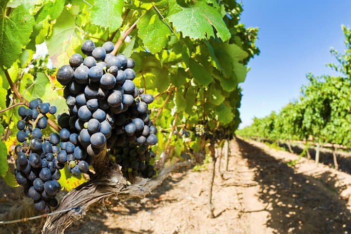 Full-Day Martinborough Wine Tour from Wellington: Wairarapa Wineries & Tastings photo 2
