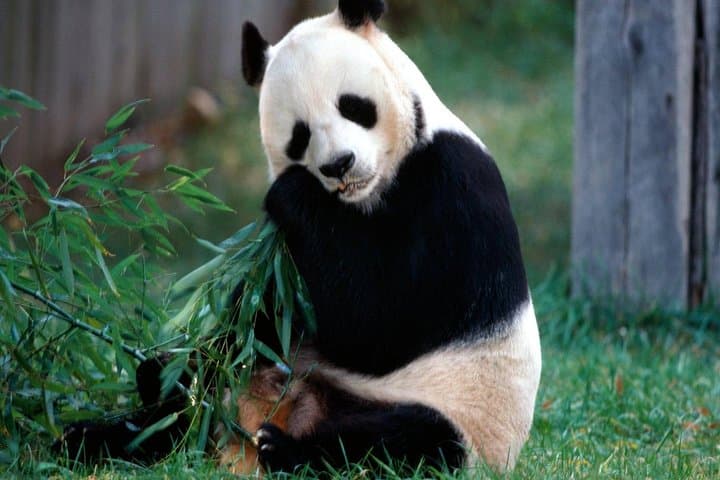 Private 2-Day Chengdu Tour: Giant Panda Base & Leshan Giant Buddha