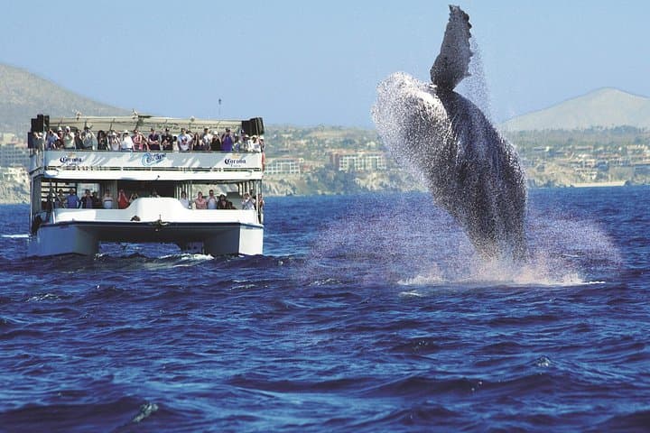 Los Cabos Whale Watching Cruise with Breakfast — Morning Catamaran Tour from Cabo San Lucas