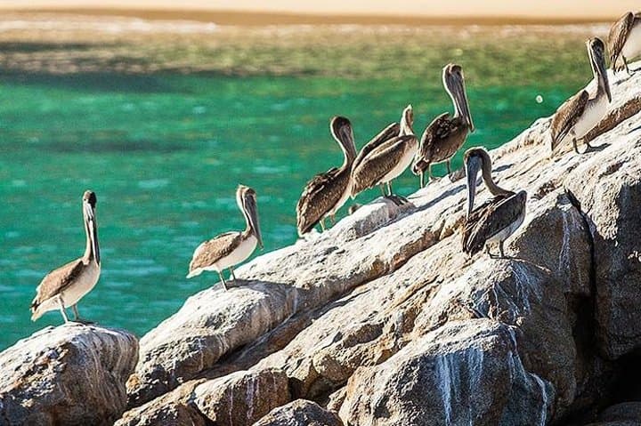 Los Cabos Whale Watching Cruise with Breakfast — Morning Catamaran Tour from Cabo San Lucas photo 5