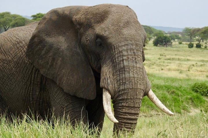Tarangire Day Trip from Arusha — Baobabs, Elephants & Dry-Season Bullseyes