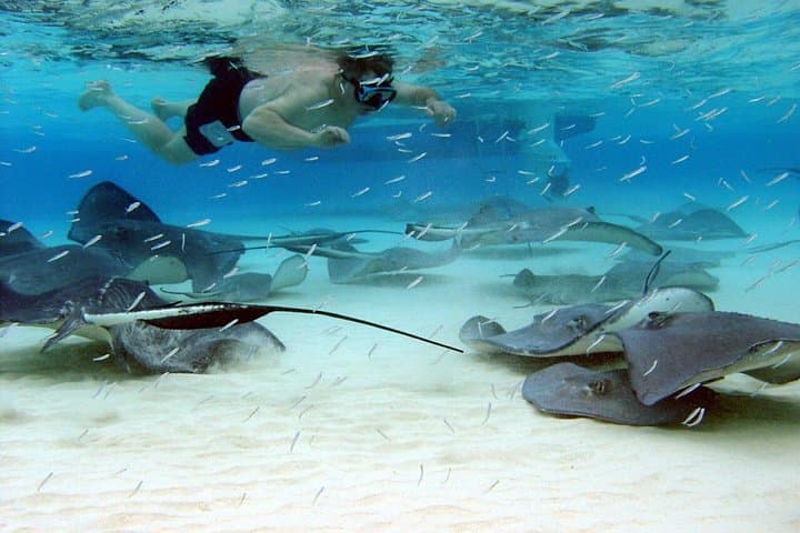 North Sound 3-Stop: Stingray City, Starfish Point & Coral Gardens Snorkel Adventure