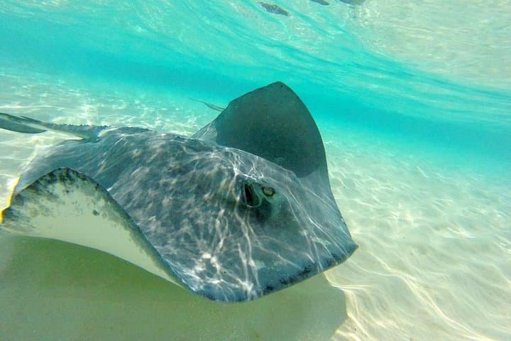 Stingray City Snorkel Tour Grand Cayman: Sandbar, Coral Gardens & Starfish photo 2