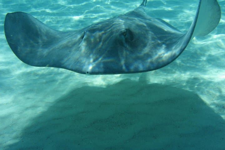 Stingray City Tour: Snorkel Coral Gardens, Starfish Point & 7 Mile Beach photo 2