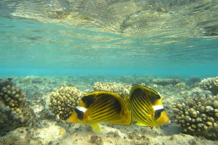 Dolphin House Snorkel — Hurghada Day Trip to Coral Reefs & Wild Dolphins photo 2