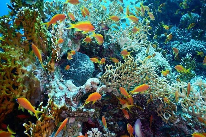 Hurghada Red Sea Diving: Beginner-to-Advanced Day Trip with Two Dives
