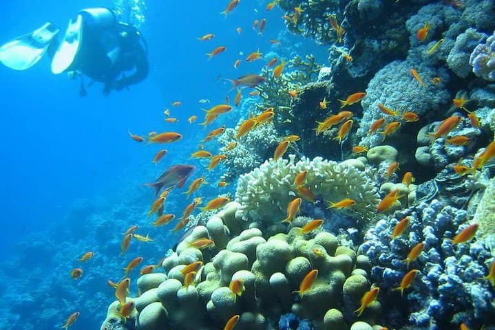 Hurghada Red Sea Diving: Beginner-to-Advanced Day Trip with Two Dives photo 2
