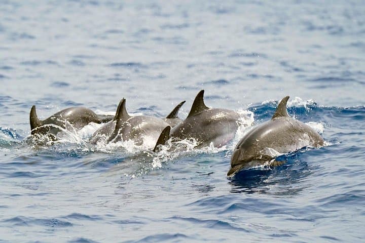Tenerife Whale Watching from Costa Adeje - Small-Group 2-Hour Eco Adventure photo 4